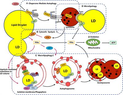 Molecular Events Occurring in Lipophagy and Its Regulation in Flaviviridae Infection